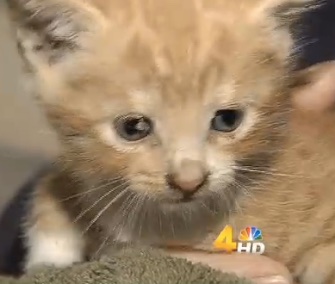 A kitten was named Survivor after he was freed from the apartment building wall where he was stuck for a week.