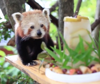 Chori the red panda got a delicious fruit and bamboo cake for her 16th birthday.