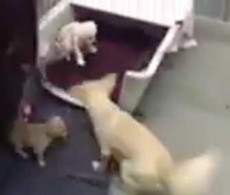 Mom Cora was thrilled to be reunited with her puppies at a California shelter.