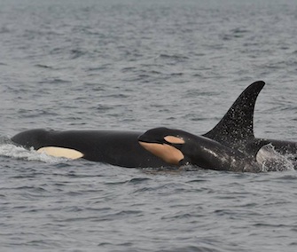 The fourth baby orca of the season was spotted Monday in Washington's Puget Sound.