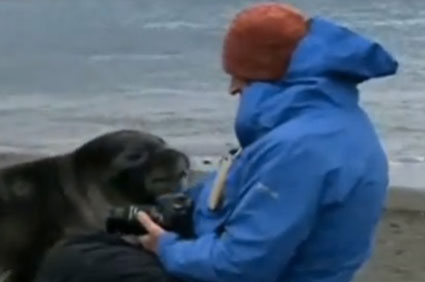 Photographer Charlie Bird with a seal