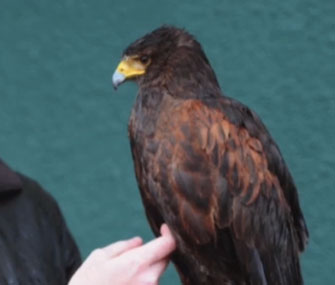 Rufus the Wimbledon hawk was returned to his owner after being stolen last week.