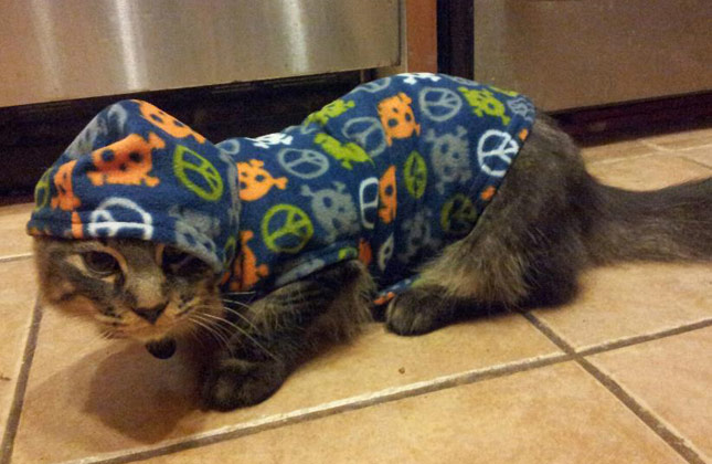Cat in Blue Hoodie