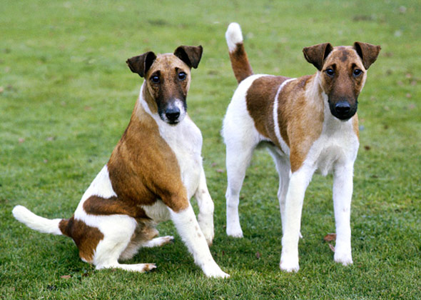 What Breed Of Dog Is Used For Fox Hunting What Breed Of Dog Is Used For Fox Hunting
