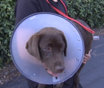 Ellie is recovering after being stung by bees in her backyard 155 times.