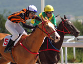 Racehorses