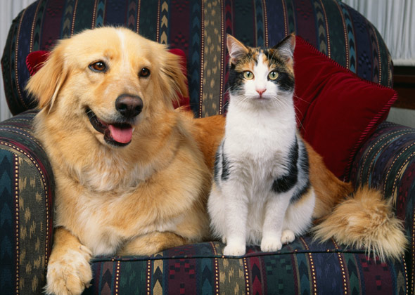 what to do when dog dies at home