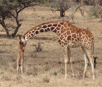 A team helps reunite a scared baby giraffe and her mom in Kenya.