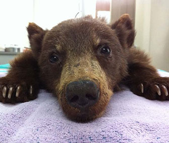 Rescued bear cub