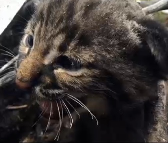Wildlife officials rescued and released a bobcat kitten who was found near a Florida brush fire.
