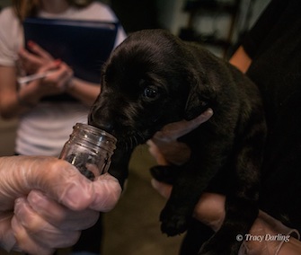 black lab puppy Penn Vet Working Dog Center training new smells