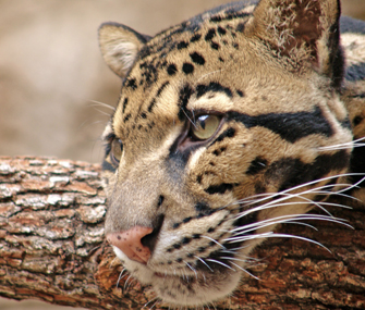 Clouded leopard