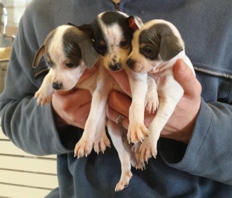 An Australia Shepherd found three Terrier puppies in a plastic bag in a park, saving their lives.