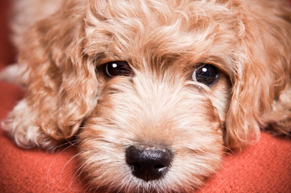 Goldendoodle Puppy