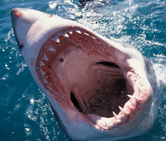Shark Baring Teeth