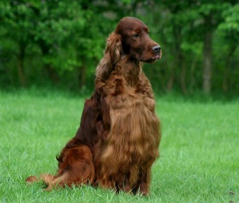 Jagger died at his home in Belgium, two days after returning from the Crufts dog show.