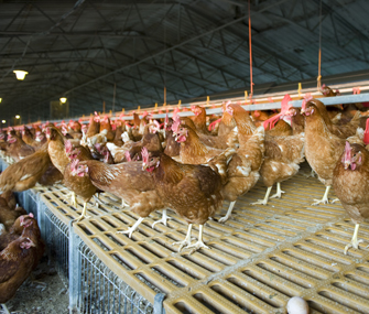 Chickens