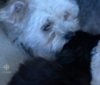 Bella the dog immediately took to Eclipso, an abandoned kitten.