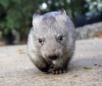 Chloe's morning walks on rounds with her keeper at the Taronga Zoo are preparing her for life in the wild.