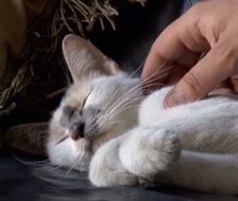 Lola is getting plenty of TLC in Belgium after a trip across the ocean in a shipping container.