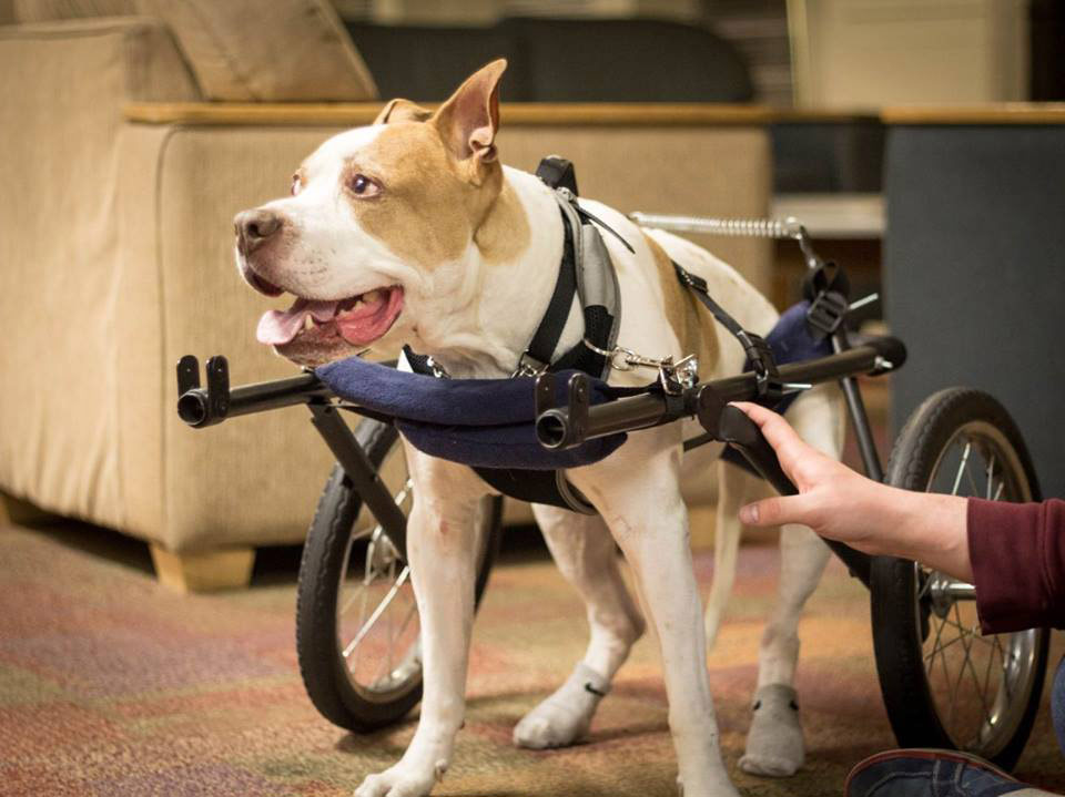 Students Build Wheelchair for Paralyzed Dog