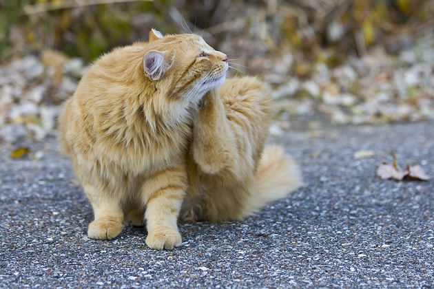 Cat itching