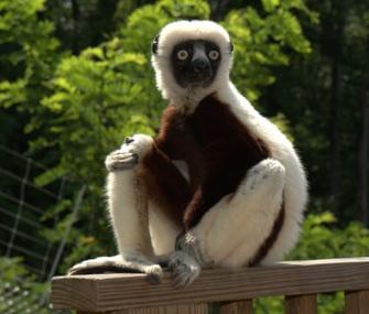 Jovian, who starred in the PBS kids' show "Zoboomafoo" died at the Duke Lemur Center at age 20.