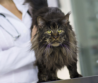 Vet examining cat thinkstock