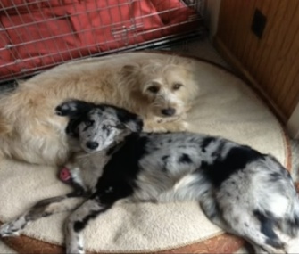 Sam and Dave were immediately put on oxygen after they were saved from their burning home.