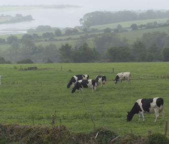 Cows