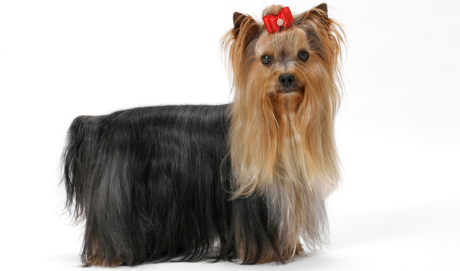 span for yorkies terrier breed information span for yorkies terrier breed information