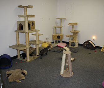 Above is the new cat playroom at All About Spay Neuter.