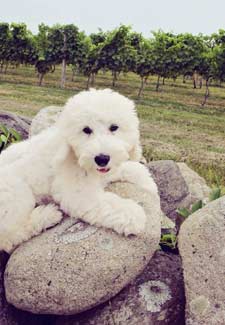Napa