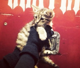 Members of the heavy metal band Slayer rescued a homeless kitten, and found an owner for her.