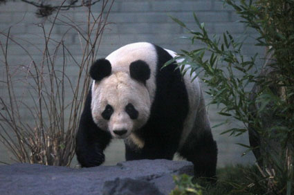Giant Panda Scotland