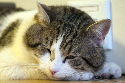 Larry the Downing Street Cat