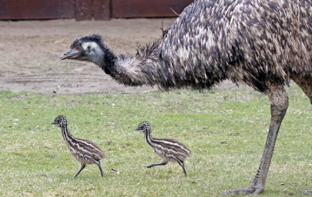 Two emu chicks go for a walk with Dad at the Berlin Zoo.