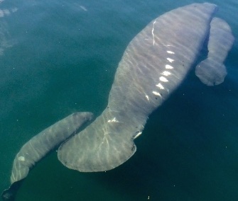 twin newborn manatees swim with mom