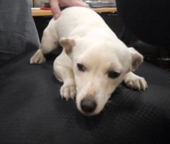 Dottie was rescued from a busy highway by an Arizona Department of Transportation worker.