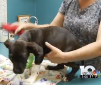 Taurean made a miraculous recovery after been rescued from a dumpster in Virginia.