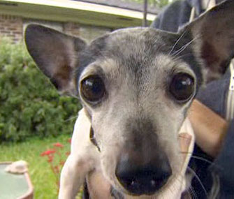 Close up of Cujo who was rescued from traffic