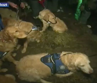 Comfort dogs visit children in Newtown, Conn.