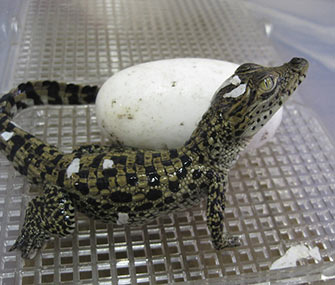Cuban crocodile hatched at the Smithsonian's National Zoo