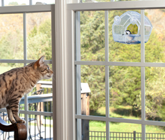 Cat Looking at Bird
