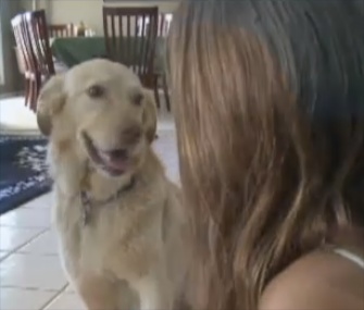 Murphy the Golden Retriever has been reunited with the Braun family nearly two years after going missing at a campground.