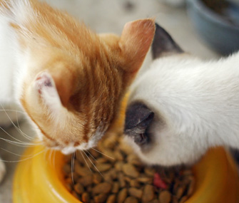 Rescue Cats Eating