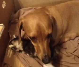Duchess the Dachshund nurtures a motherless kitten.