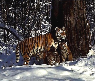 Cinderella, who was rehabilitated as an orphaned cub, has given birth in the wild.