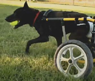 Batman, the "Happiest Dog in America," needs a forever home.