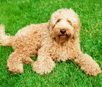 Labradoodle
